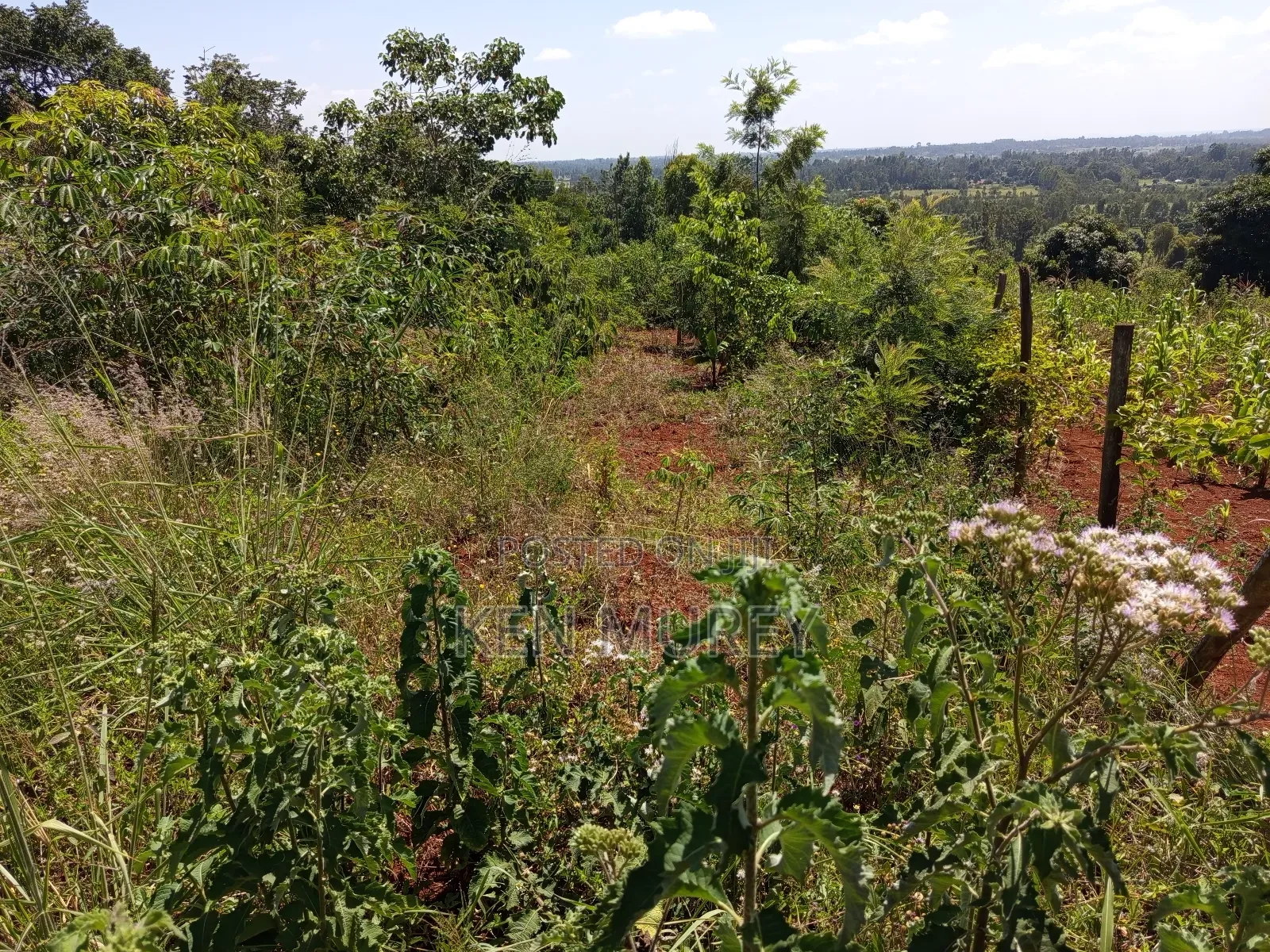 50x100 Sagana Plot