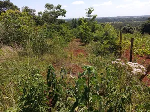 50x100 Sagana Plot