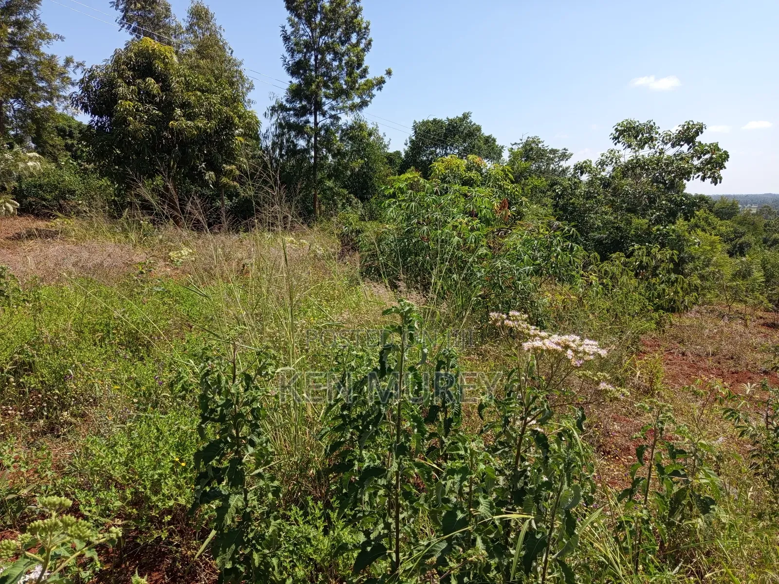 50x100 Sagana Plot