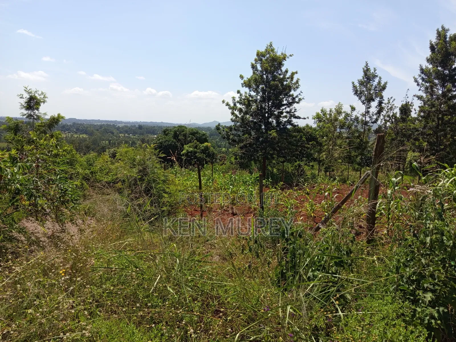 50x100 Sagana Plot