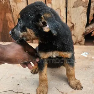 1-3 months Male Purebred German Shepherd