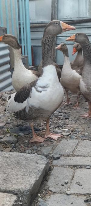 Male Goose - main view