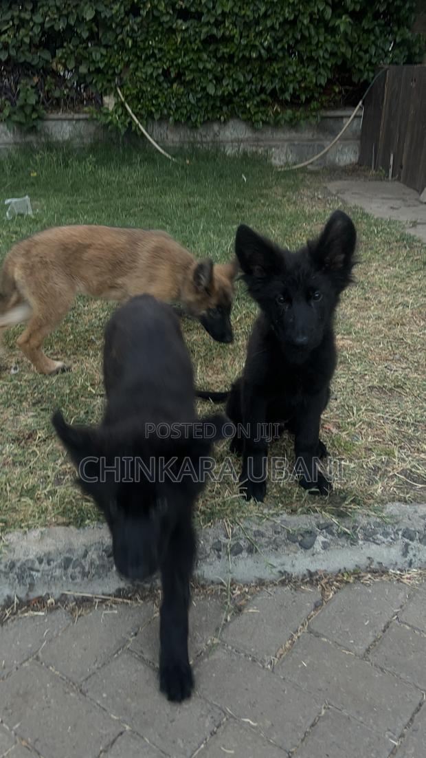 3-6 months Male Purebred German Shepherd - thumbnail 3