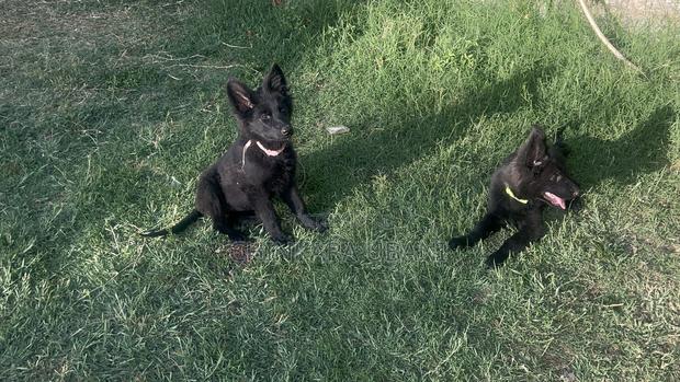 3-6 months Male Purebred German Shepherd - thumbnail 4