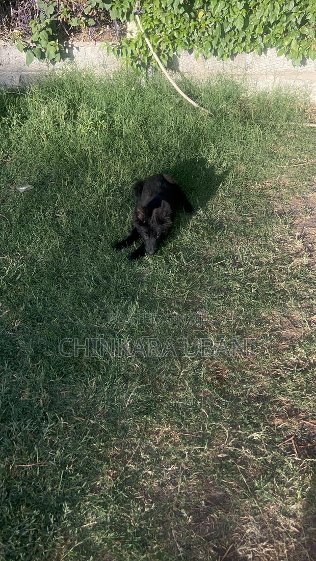 3-6 months Male Purebred German Shepherd - thumbnail 5