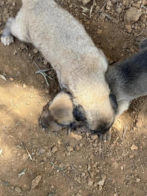 0-1 month Male Mixed Breed German Shepherd - thumbnail 3