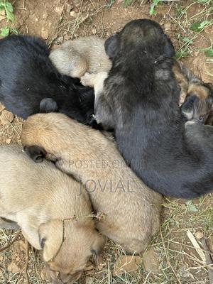 0-1 month Male Mixed Breed German Shepherd - thumbnail 2