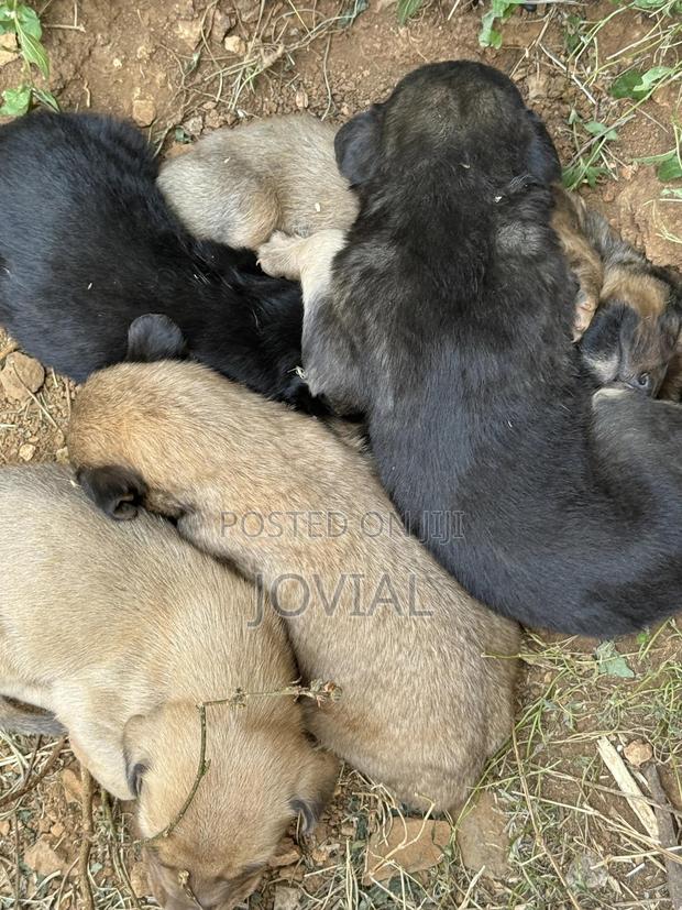 0-1 month Male Mixed Breed German Shepherd - main view