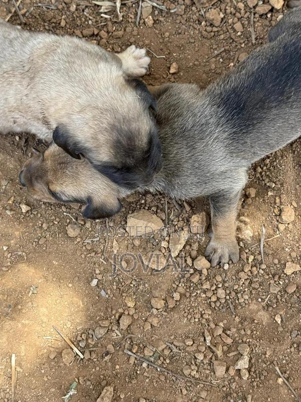 0-1 month Male Mixed Breed German Shepherd - thumbnail 4