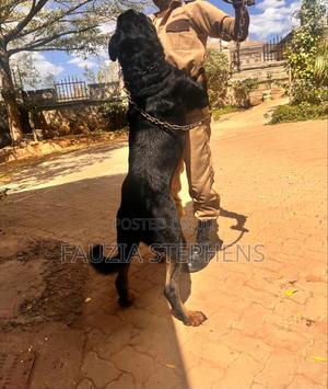 1-3 months Female Purebred Rottweiler - thumbnail 2