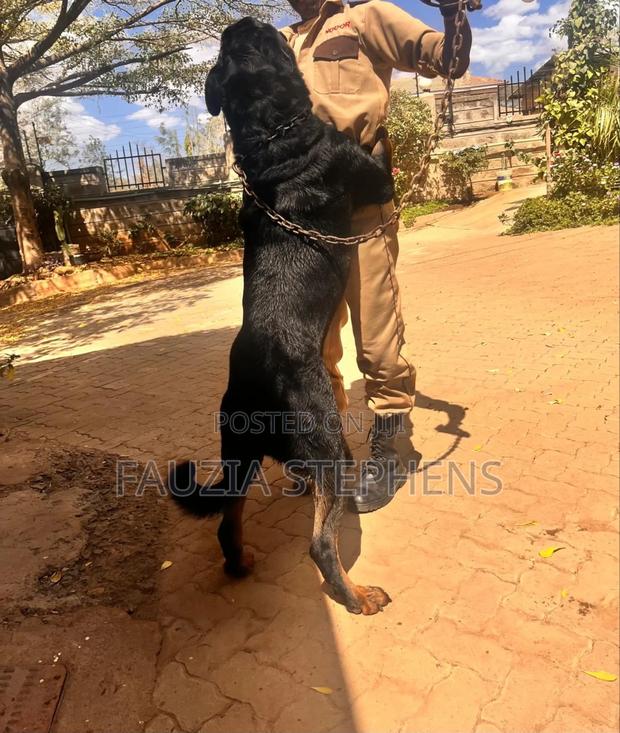 1-3 months Female Purebred Rottweiler - main view