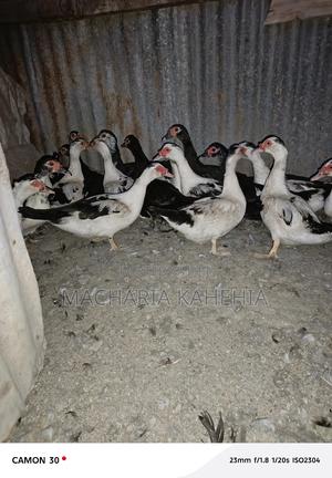 Female Muscovy Ducks - thumbnail 2