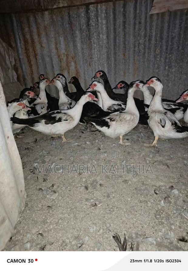 Female Muscovy Ducks - main view