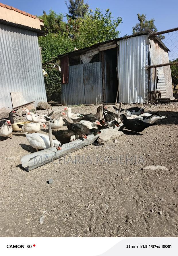 Female Muscovy Ducks - thumbnail 3