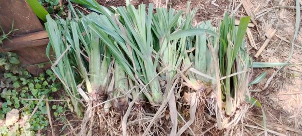 Quatemala Grass - thumbnail 6