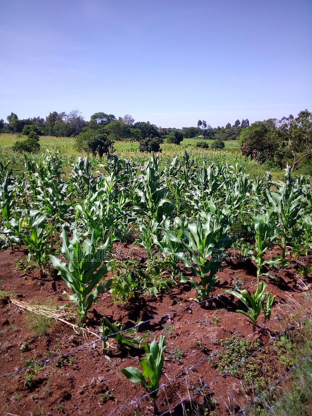 50by100 Plot for Sale - main view