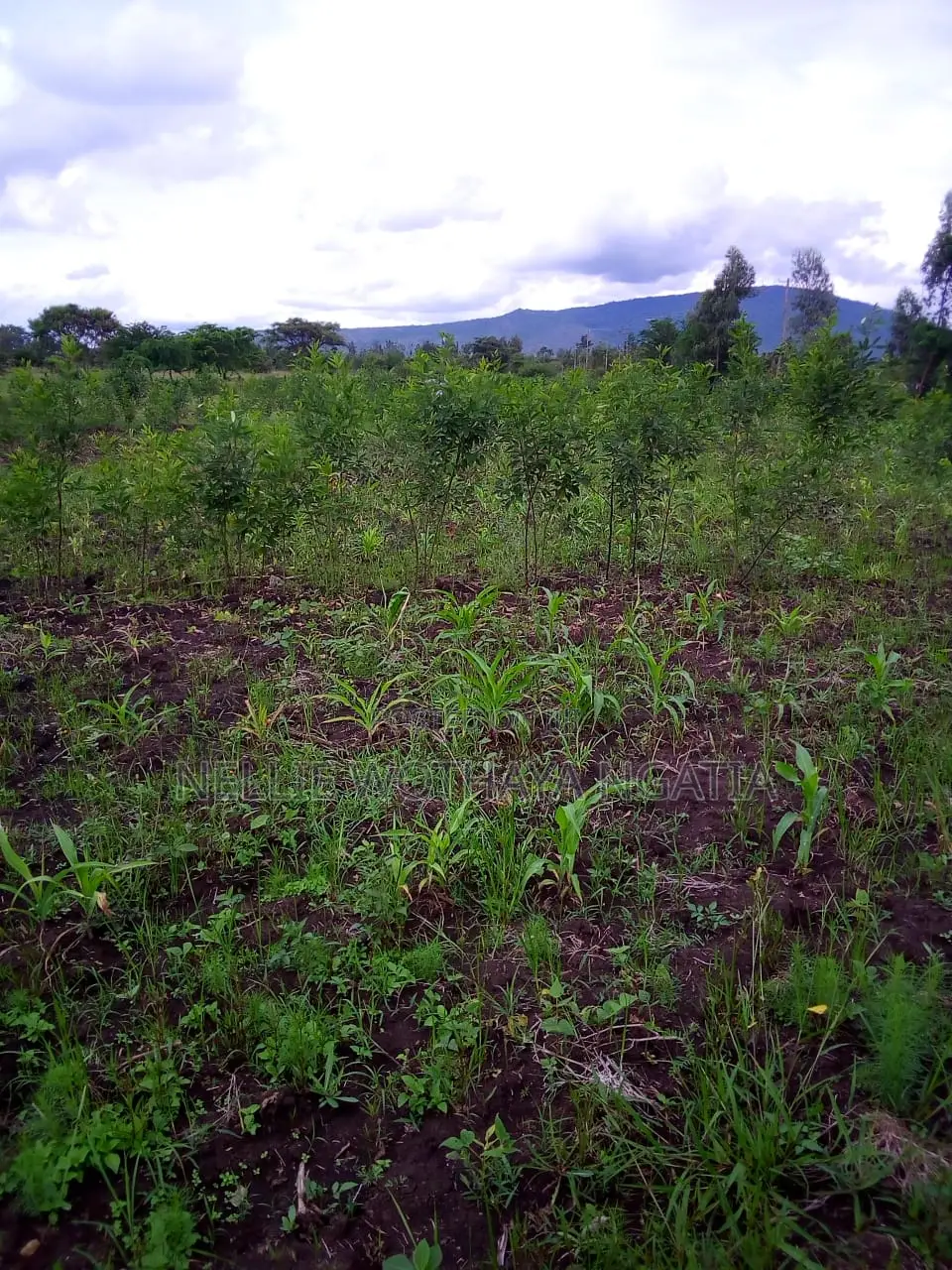 50by100 Plot for Sale