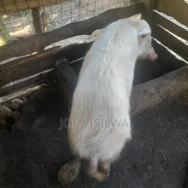 Pigs for Sale in Shamberere Area Malava Subcounty