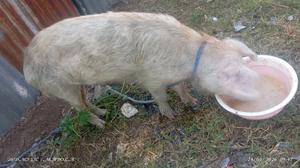 Pig for Sale One at Slightly Negotiable - thumbnail 2