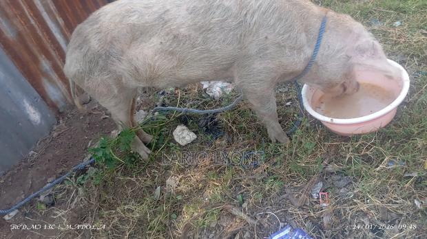 Pig for Sale One at Slightly Negotiable - thumbnail 4