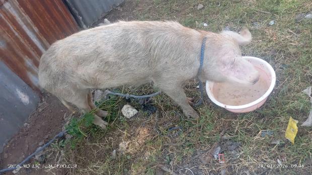 Pig for Sale One at Slightly Negotiable - thumbnail 5
