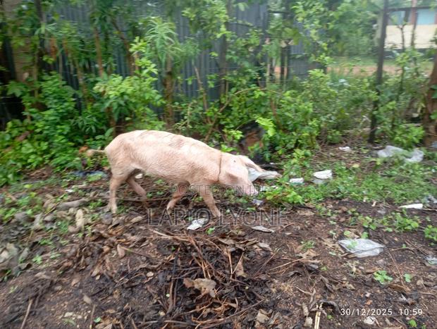 Pig for Sale One at Slightly Negotiable - thumbnail 7