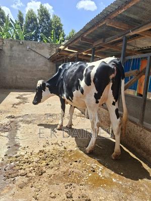 Super Incalf Heifer - thumbnail 2