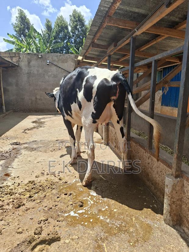 Super Incalf Heifer - thumbnail 3