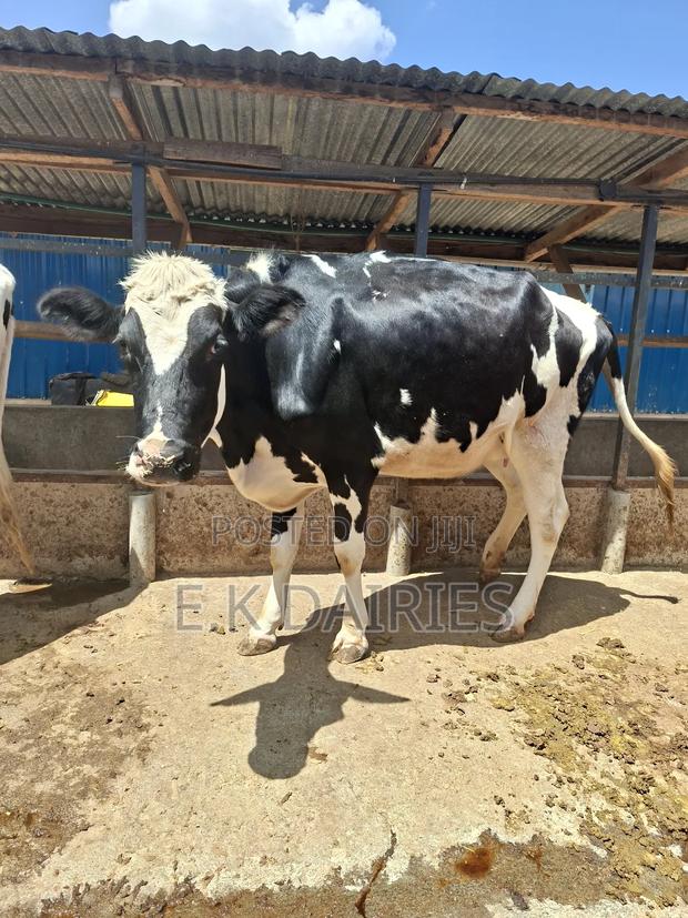 Super Incalf Heifer - thumbnail 4