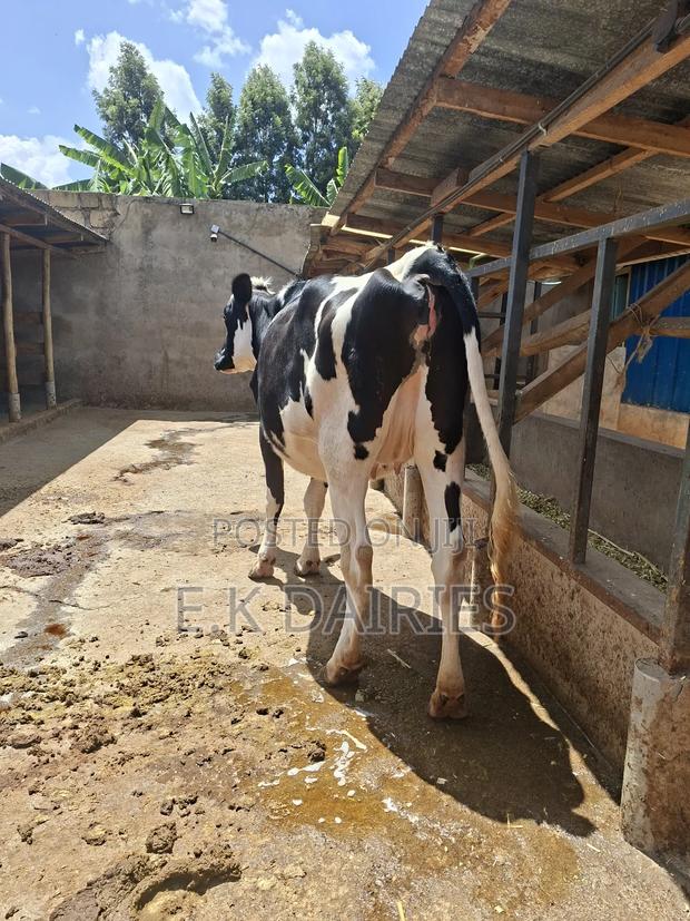 Super Incalf Heifer - thumbnail 5