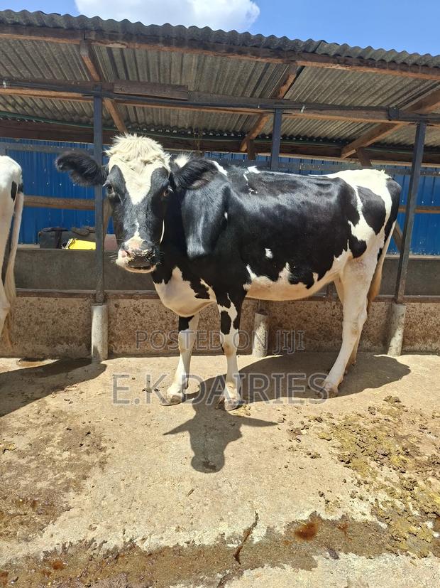 Super Incalf Heifer - thumbnail 6