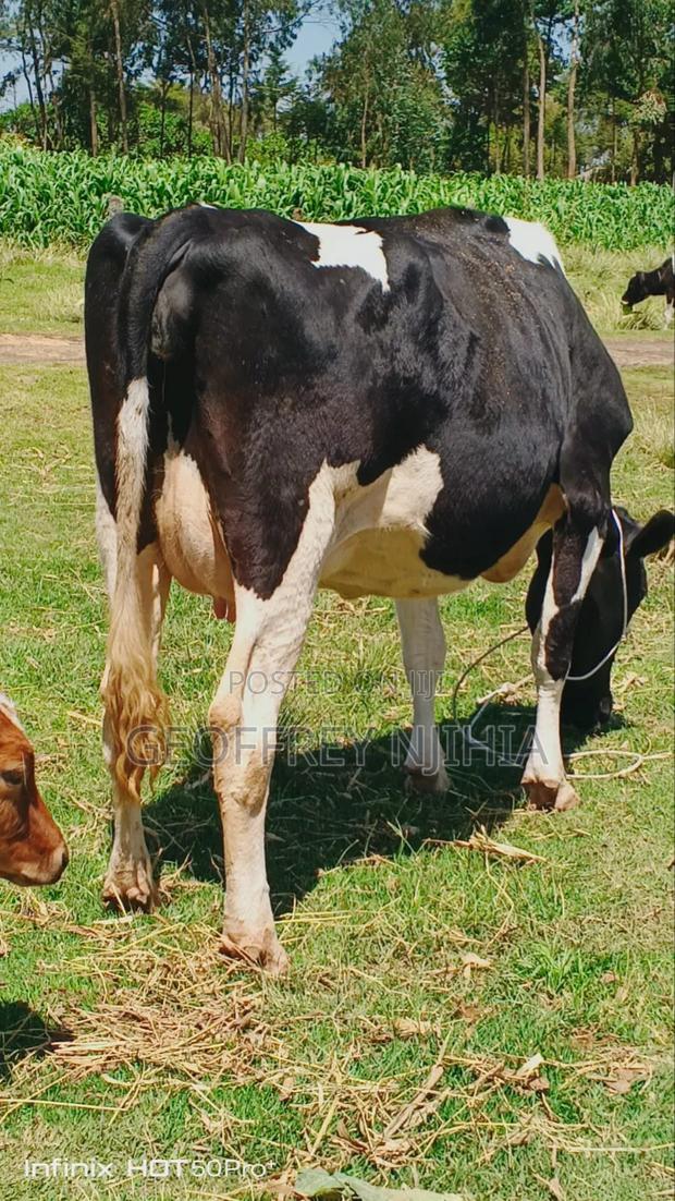 Freshian Cow on Sale - main view