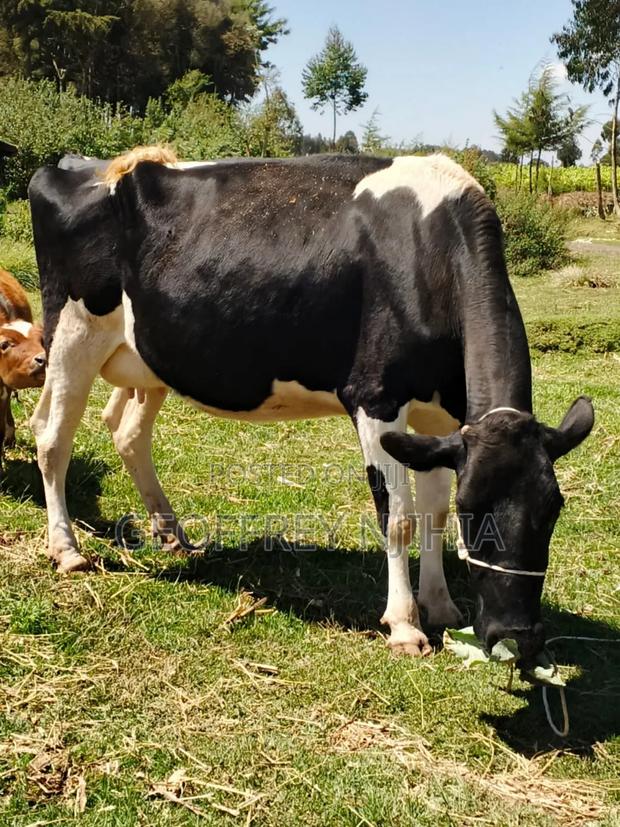 Freshian Cow on Sale - thumbnail 3