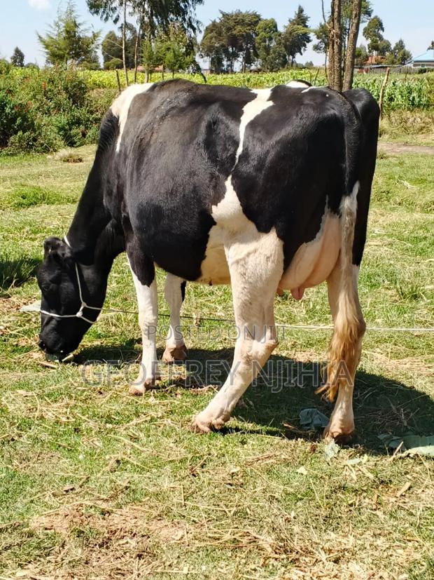 Freshian Cow on Sale - thumbnail 4