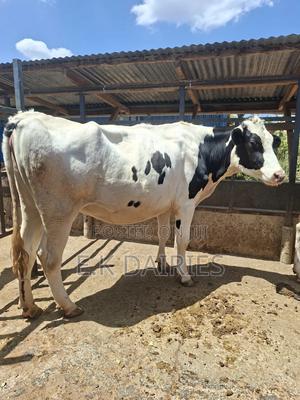 Super Perdigree 7 Months Incalf Heifer - thumbnail 2