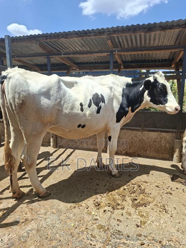 Super Perdigree 7 Months Incalf Heifer - thumbnail 3