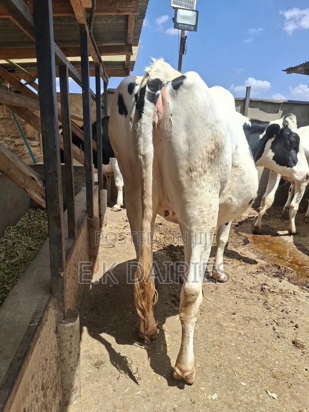 Super Perdigree 7 Months Incalf Heifer - thumbnail 4