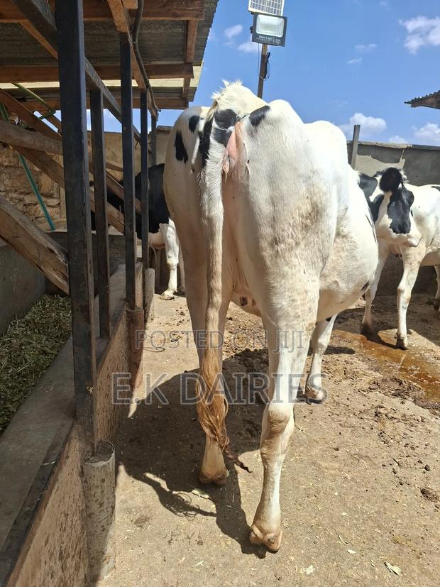 Super Perdigree 7 Months Incalf Heifer - thumbnail 5