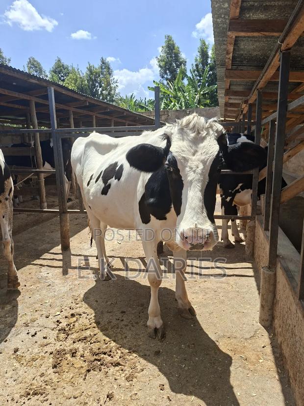 Super Perdigree 7 Months Incalf Heifer - thumbnail 6