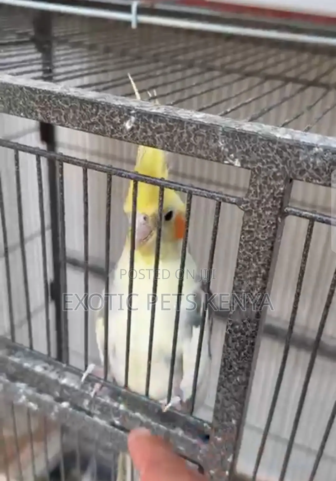 Hand Raised Cockatiel