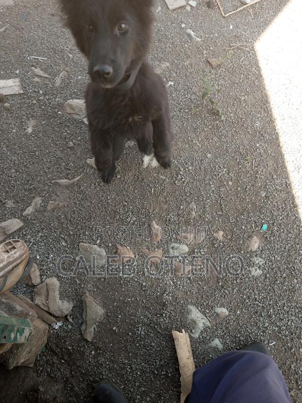 3-6 months Male Purebred German Shepherd - thumbnail 3