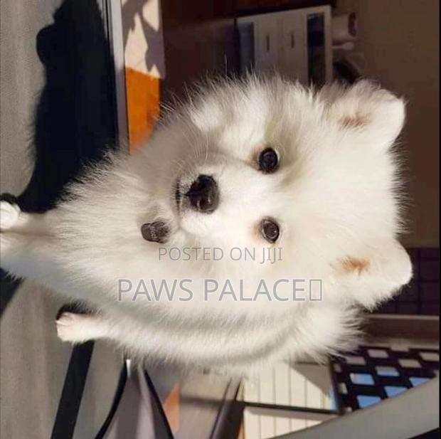 1-3 months Female Purebred Japanese Spitz - thumbnail 7