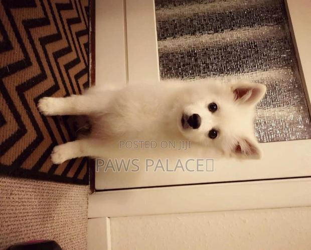 1-3 months Female Purebred Japanese Spitz - thumbnail 8