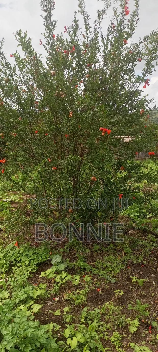 Giant Pomegranates For Sale - thumbnail 3
