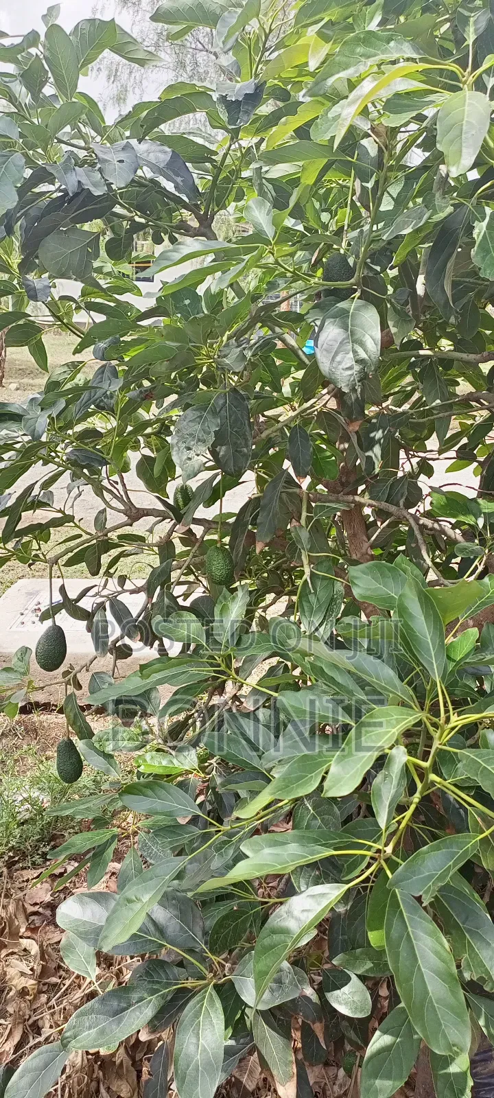 Golden Hass Avocados Seedlings