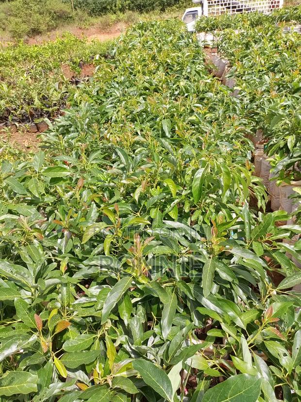 Giant Hass Avocados Seedlings - thumbnail 4