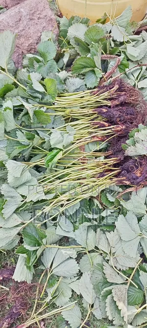 Hybrid Chandler Strawberries Seedlings Splits