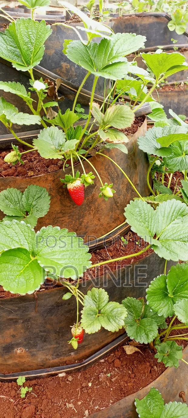 Hybrid Chandler Strawberries Seedlings Splits - thumbnail 3
