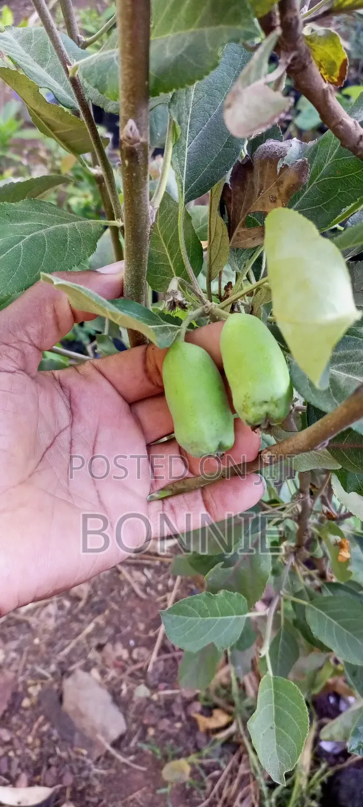 Grafted Anna Apple Seedlings