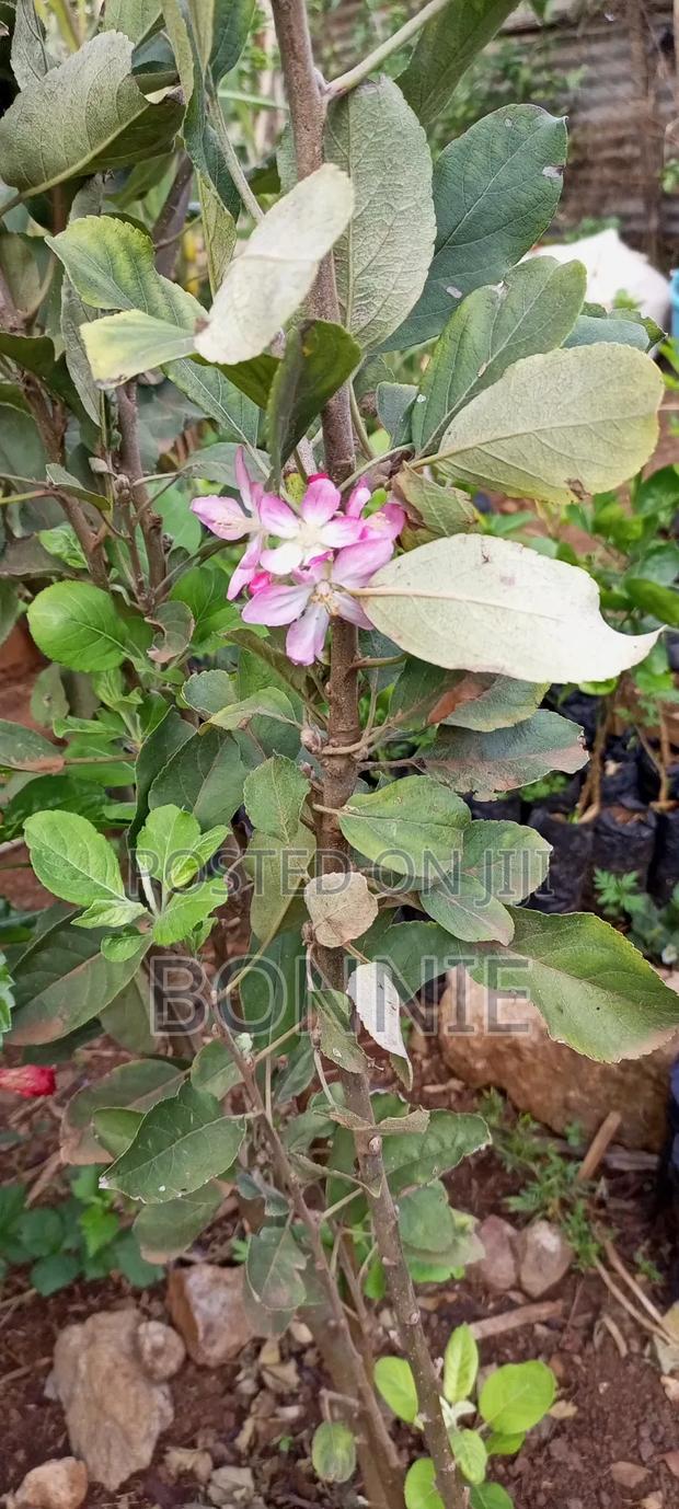 Grafted Anna Apple Seedlings - thumbnail 4